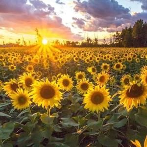 Meet your Posher, Penny